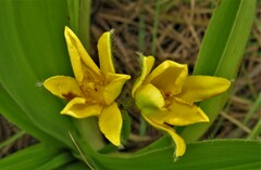 Hypoxis hemerocallidea