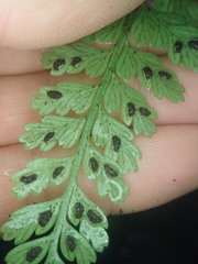 Asplenium cimmeriorum