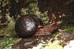 Camaena menglunensis