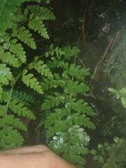 Asplenium cimmeriorum