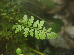 Asplenium cimmeriorum