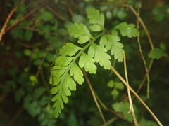 Asplenium cimmeriorum