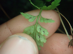 Asplenium cimmeriorum