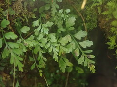 Asplenium cimmeriorum