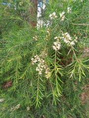 Melaleuca bracteata