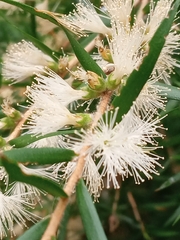 Melaleuca bracteata