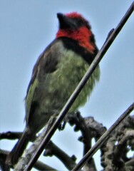 Lybius torquatus torquatus