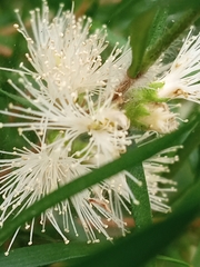 Melaleuca bracteata