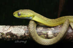 Boiga cyanea