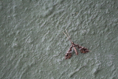 Lineodes