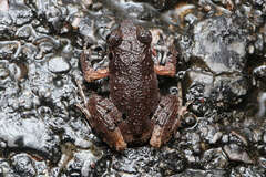 Leptobrachella ventripunctata