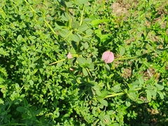 Ononis spinosa