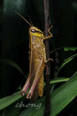 Choroedocus violaceipes