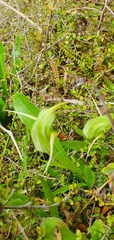 Pterostylis australis
