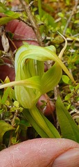 Pterostylis australis