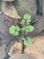 Cardamine pensylvanica