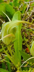Pterostylis australis