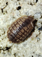 Lucasius pallidus