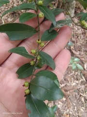 Ilex lohfauensis