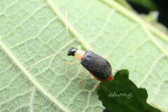 Trichobalya melanocephala