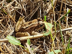 Pelophylax bedriagae