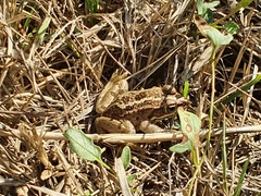 Pelophylax bedriagae