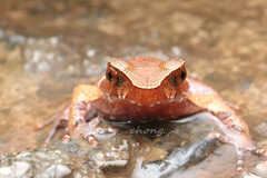 Boulenophrys parva
