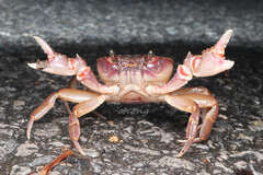 Indochinamon chinghungense