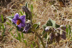 Solanum incanum