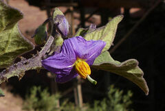 Solanum incanum