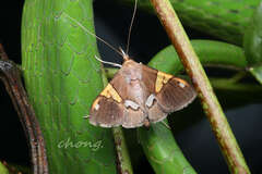 Pyraustinae