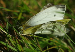 Pieris