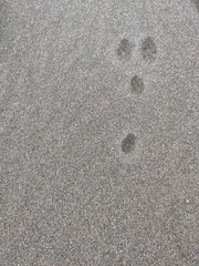 Lagomorpha
