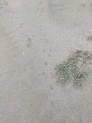 Lagomorpha