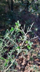 Calicotome spinosa