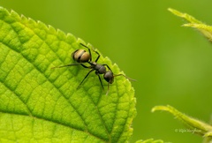Camponotus sericeus
