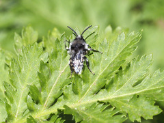 Melecta curvispina