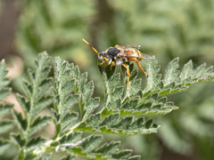 Nomada bifasciata