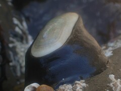 Scutus antipodes