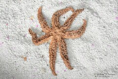 Coscinasterias tenuispina