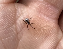 Argyrodes antipodianus