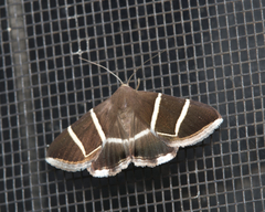 Grammodes