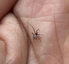 Argyrodes antipodianus