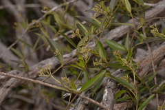 Parsonsia brownii