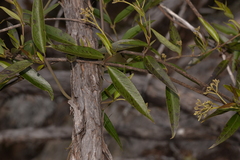 Parsonsia brownii