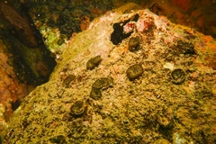 Homophyllia australis