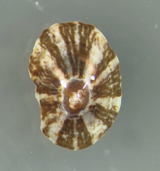 Patelloida mimula