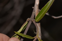 Parsonsia brownii