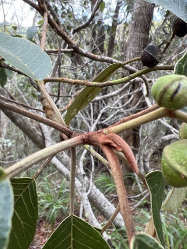 Alphitonia ponderosa