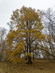 Quercus robur